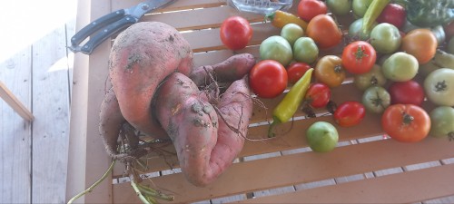 Snarled Sweet Potatoes From My Parents Garden