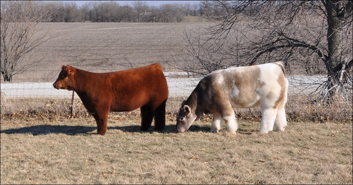 briskbaby:  spiritual-realm:  omg look at these fluffy fucking cows   @werefoxe