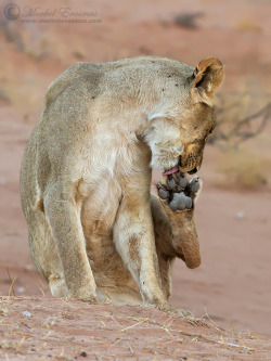 earthlynation:  (via 500px / Lion Pedicure by Morkel Erasmus)