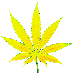 hazyvisionsagain:  Color changing leaf gif 