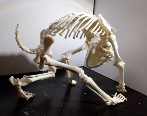 topaz4girl: A small alien skeleton (actually a juvenile raccoon) I finished articulating! Their shor