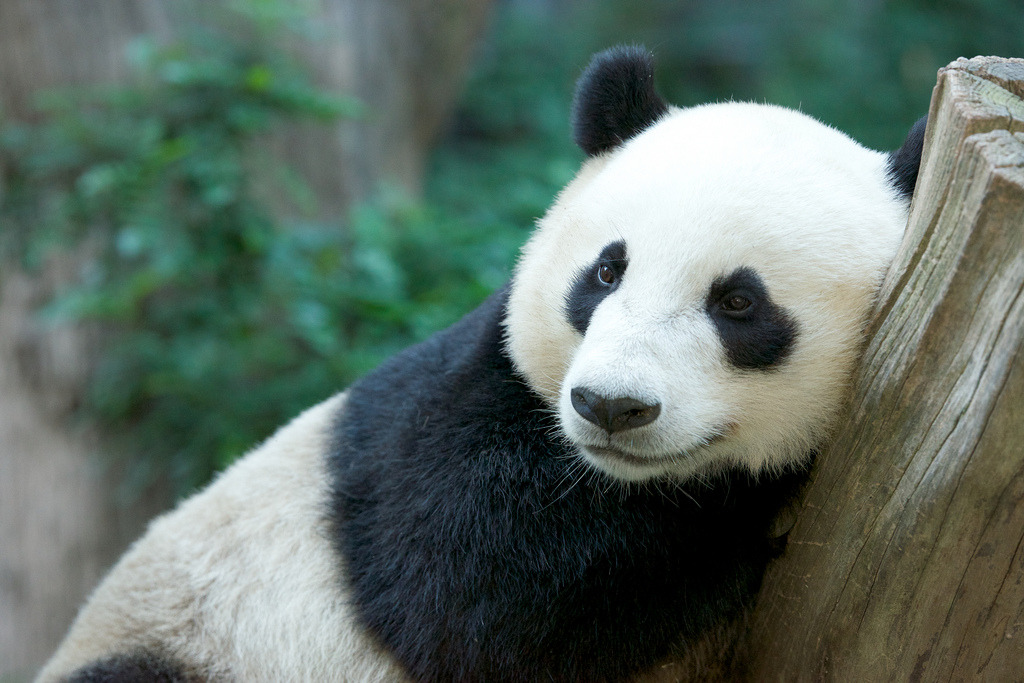 giantpandaphotos:  Yun Zi at the San Diego Zoo in California, US, on July 29, 2013.
