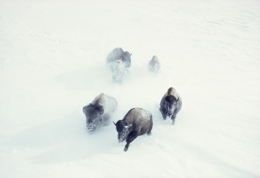 American bison charge through heavy snow in Yellowstone National Park, November 1967. Photograph