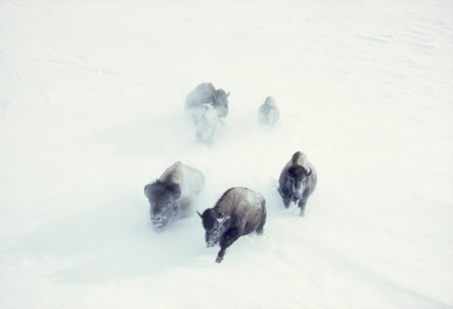 Porn photo American bison charge through heavy snow