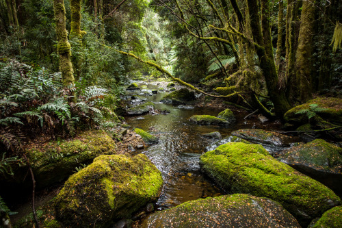 “Lushlands”On the track to Nelson Falls. Franklin-Gordon Wild Rivers National park, Tasmania, Austra