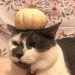 catasters: