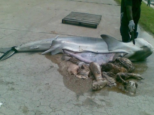 sharkchunks:  Shark containing human chunks. Close enough. 
