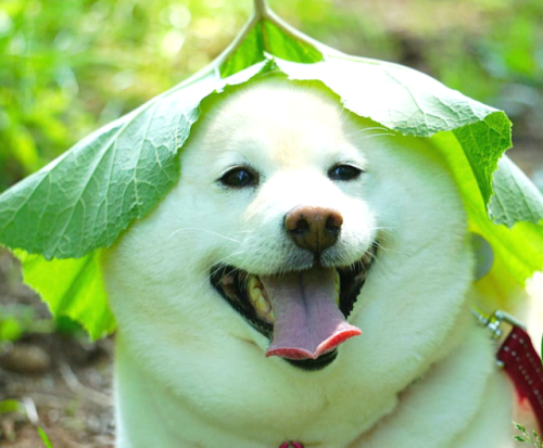 his-shining-tears:Leaf doggo