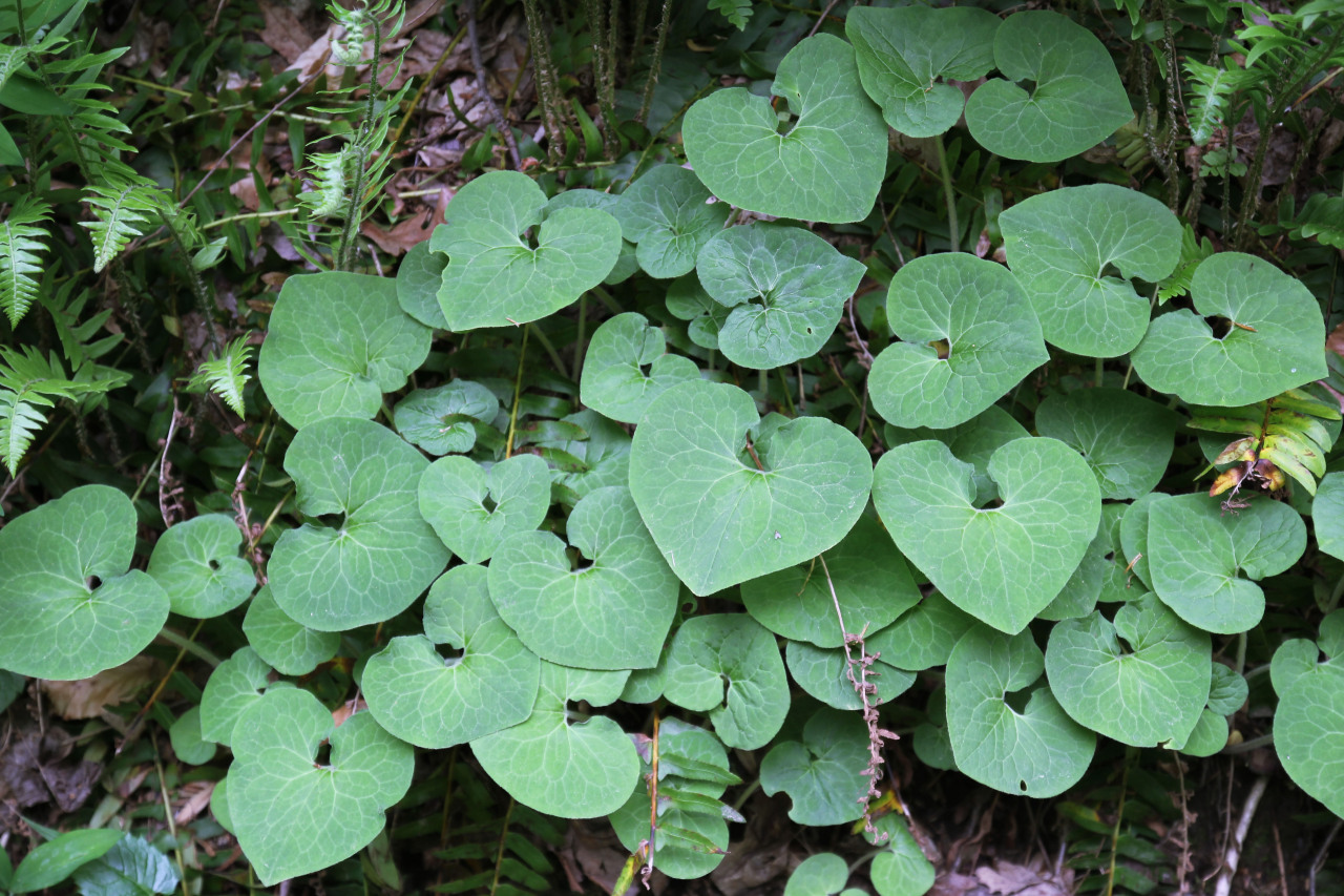 waterprouf:  nature/lucid