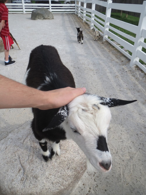 officialmidwest:  Went to the zoo today. I made some amazing goat friends. We really hit it off. A lot of the kids kept licking my knees and eating my shorts. 