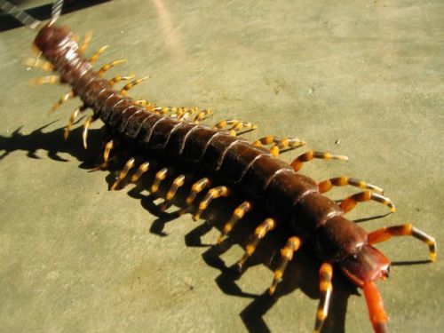 THE BADASS BUG BRACKET