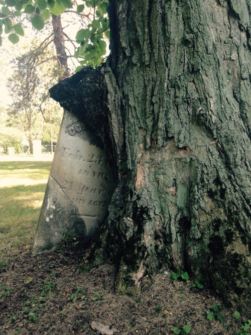 galaxiesbeyond:There’s nothing like walking through a cemetery on a summer’s day