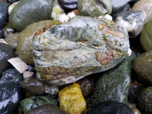 marandart:Washington’s beach rocks make my soul happy.Some nie diversity of crustal rocks here.