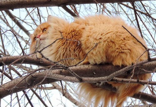 best-of-memes:    Siberian Cats !!