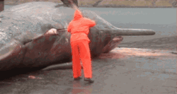 koranyly:  blackxgoldd:  nationalpost:  Unsuspecting scientist narrowly misses being blown away as whale corpse explodes in front of him It was a dirty job, but Bjarni Mikkelsen, a marine biologist at the National Museum of the Faroe Islands, had to