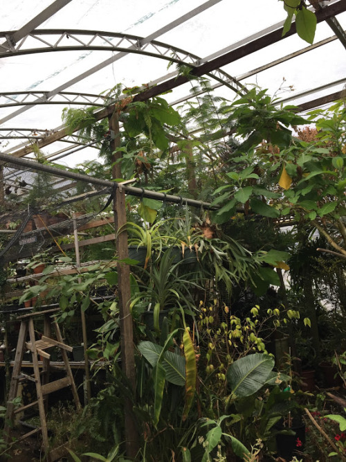 Greenhouse Day @ Sacred Gardens featuring a newly handcrafted wood pallet bench and elevated fruit t