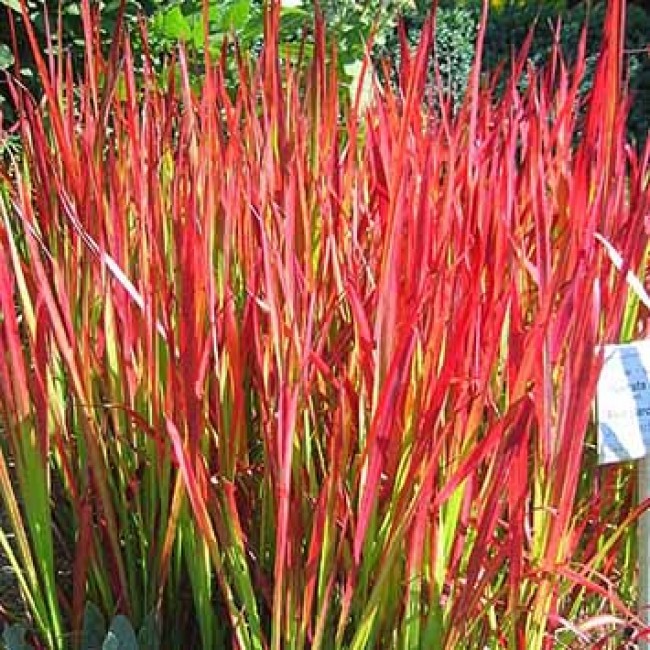 sixpenceee:  Japanese blood grass (Imperata cylindrica) is a perennial plant. Its