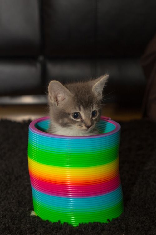 mostlycatsmostly:  Slinky cat (by Brandon jello photography) 