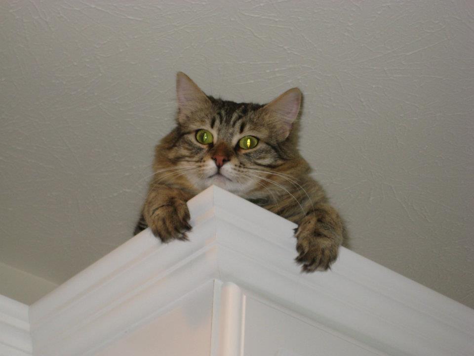 vertigoats:  a montage of some of spike’s greatest hits 