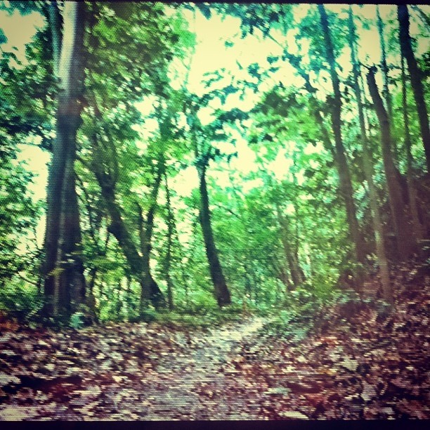 tristupe:
“ This morning in Kiara. Having Snakes & Ladder for my own. (at Bukit Kiara MTB Trails)
”