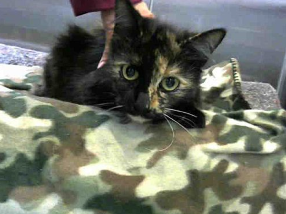 bleeply:  to any socal/california people willing to drive! ***DEVORE ANIMAL SHELTER***