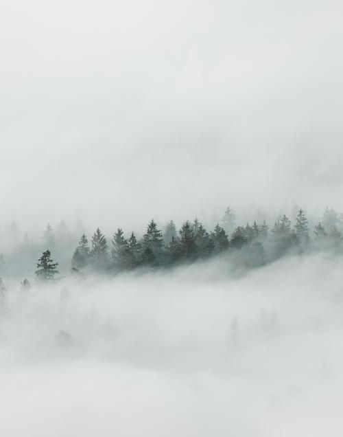 Trees appearing out of the fog in Northern Bavaria, Germany [OC] [2497x3175] - more of my landscapes