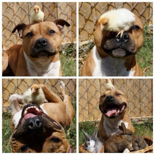 dogsdogsdogs1:Up bringing changes everythingDogs! Dogs! Dogs!