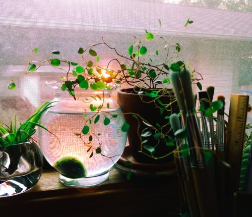 social-schmetterling: Golden marimo moods