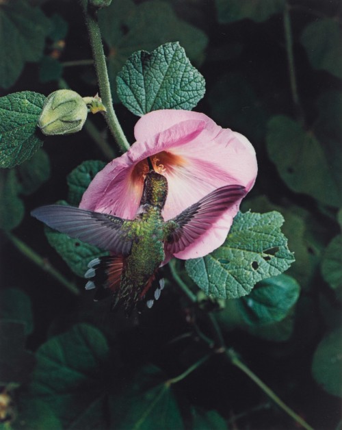 fragrantblossoms: Eliot Porter.  Rufous Hummingbird, Tesuque, New Mexico, August 4, 1956. 