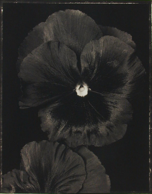 xushima: Ron van Dongen, Viola ‘Black Prince’