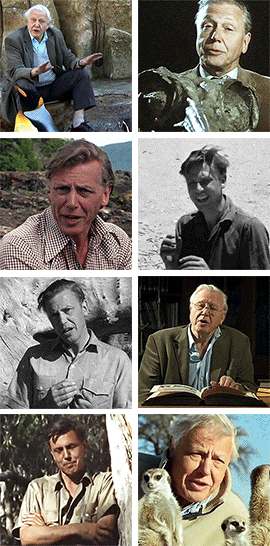 idlesuperstar:  Happy 90th Birthday David Attenborough [b: 8th May 1926] It seems