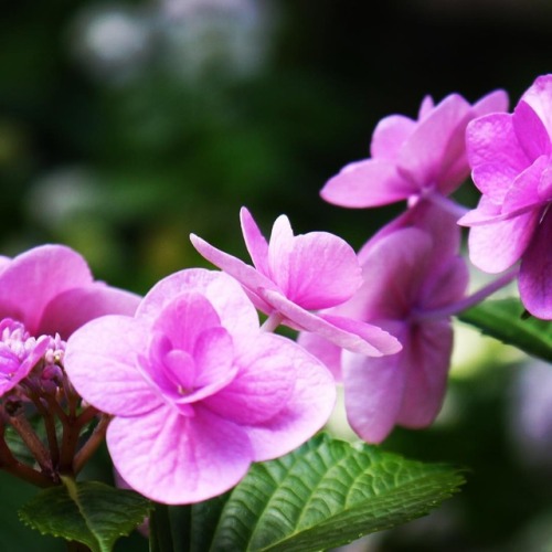 広島市植物公園 アジサイ #lovejapan #hiroshima #hydrangea