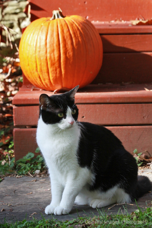 mischiefandmay: Pumpkins and black (and white) cats for the season