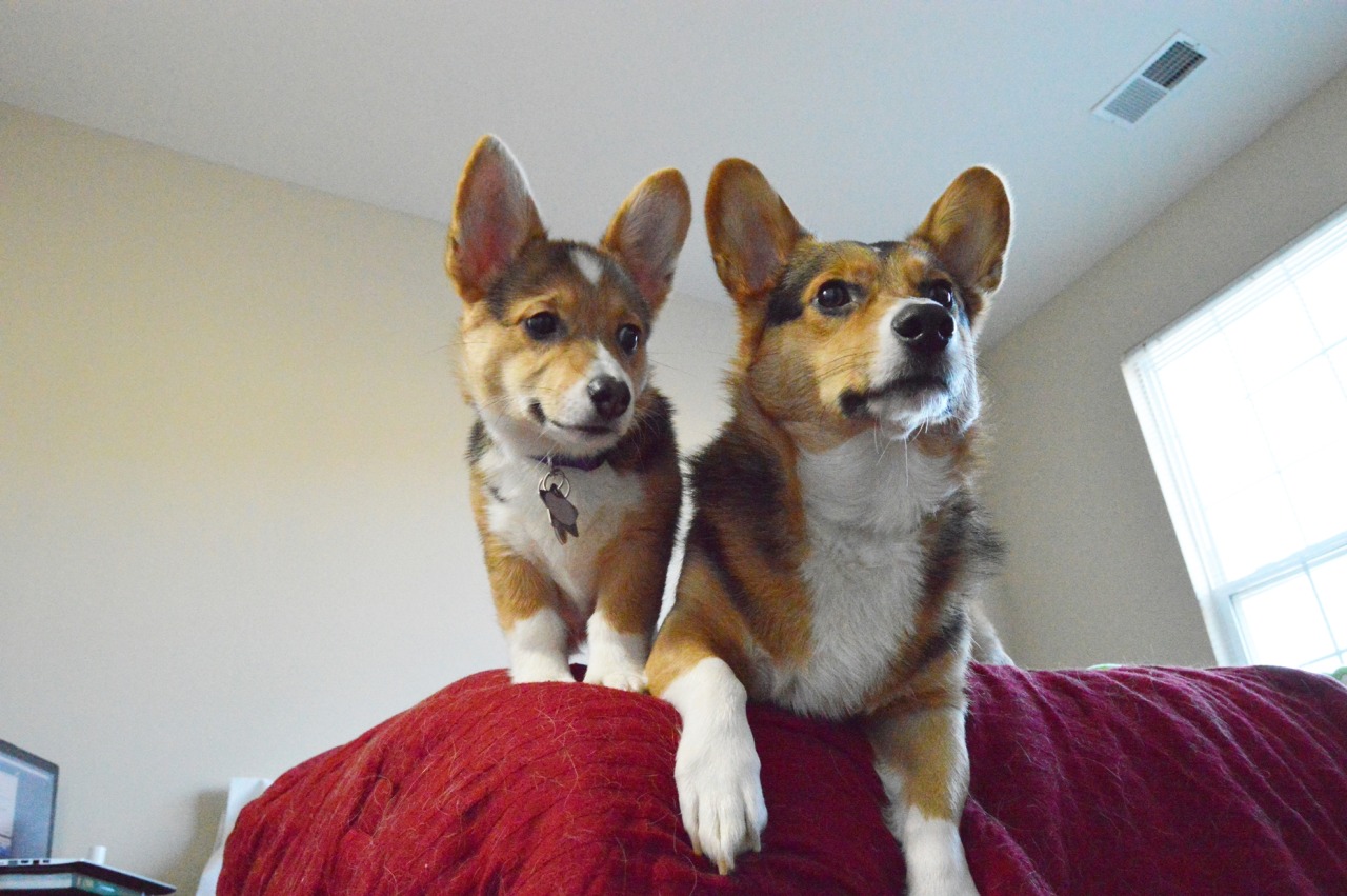 vegasthecorgi:  &ldquo;Everything the light touches is our kingdom.&rdquo;