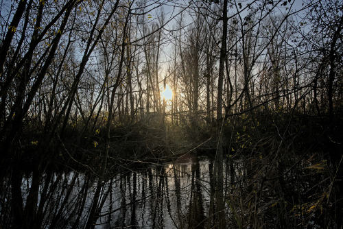 Winter sun over the marsh of Bourgoyen nature reserve, Ghent, Belgium