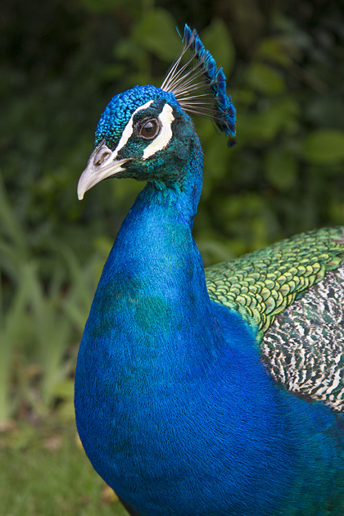 Peacock posing.