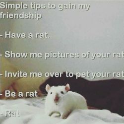 ratcentralblog:  Yep, pretty much true. Re-blog if you agree.    Like our posts? Check out the RatCentral Blog!   