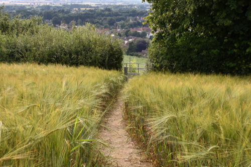 Day 1136 - the path to South Cave