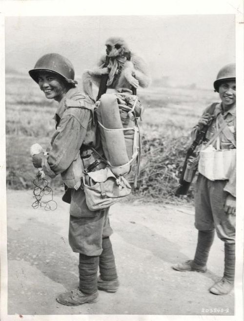 A monkey tags along with Chinese infantrymen in Burma, 1945, World War II.