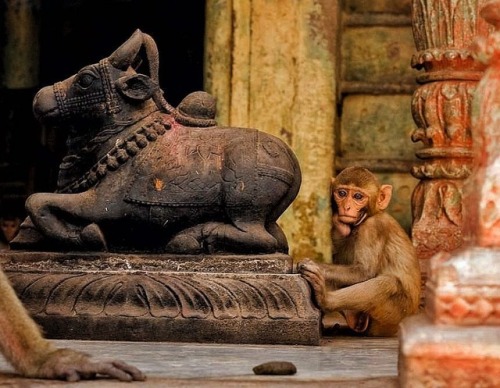 #varanasi #nandi #monkey #kashi #banaras #benares (at Varanasi, India)