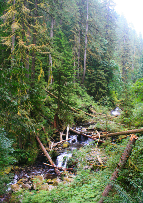 bright-witch: ◈ Pacific Northwest photography by Michelle N.W. ◈ ◈ Print Shop ◈◈ Please do not delet