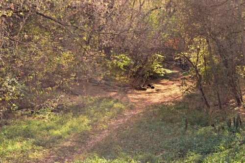 the puppy and i went for a walk and saw a lot of dregs of flowers and other octobery things.