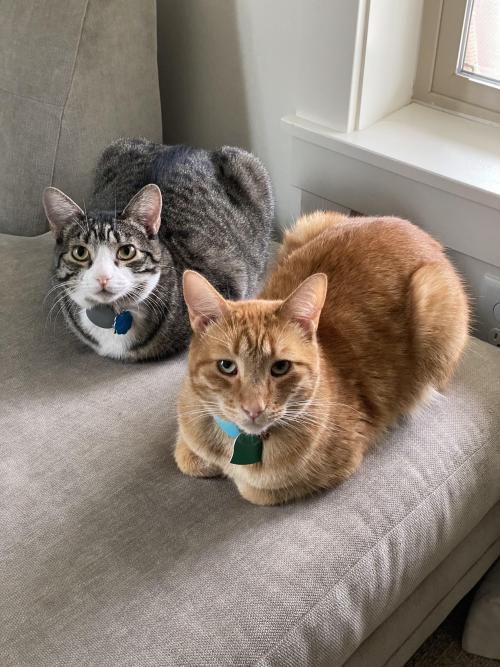 welikecatsandkittens:The rare double loaf #cats #cutecats #bestmeow