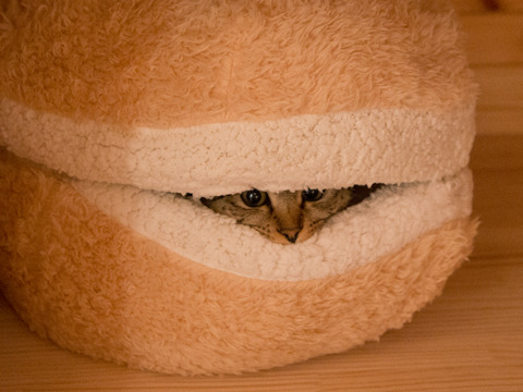 chaoticstarbish:  thenimbus:  Cat Burger  I wonder if battie would use it xD 