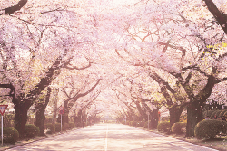 chickabiddy:  cherry blossom avenue (by Naoko♥)