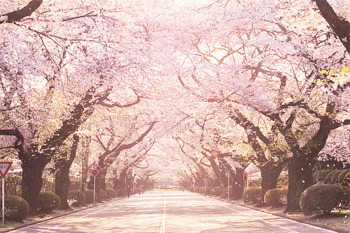 chickabiddy:cherry blossom avenue (by Naoko♥)