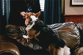 sergeant-santiago:Top 10 Brooklyn Nine-Nine Characters (as voted by my followers)⇒ #2. Cheddar