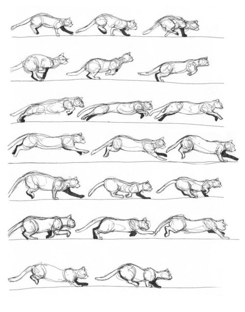 amorpha-system:  anatomicalart:  fucktonofanatomyreferences:  A wicked fuck-ton of feline anatomy references.  1 2 3 4 5 6 7 8 9 10  Really really useful for anyone who wants to draw cats!