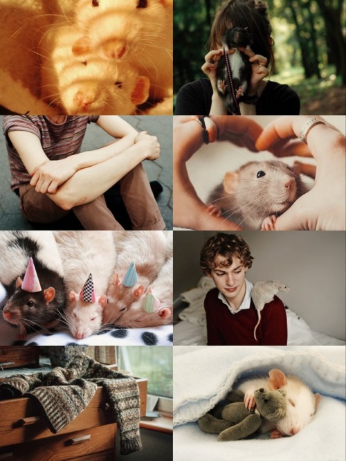 HP AESTHETICS : animagus: rat more here x