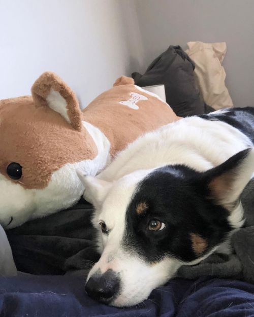 Domino’s not exactly thrilled about Momma’s giant stuffed corgi taking up all the space 